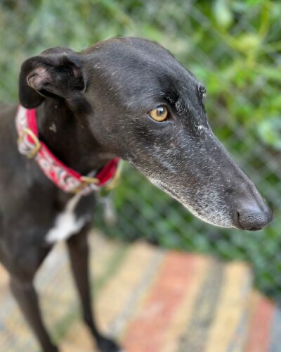 WhatsApp Image 2026-01-30 at 00.47.45 WhatsApp Image 2026-01-30 at 00.47.45