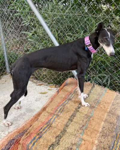 WhatsApp Image 2026-01-30 at 00.48.25 (2)