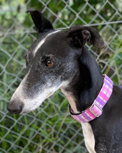 WhatsApp Image 2026-01-30 at 00.48.27 (1)