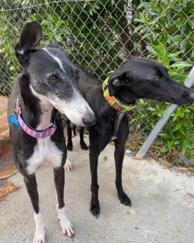 WhatsApp Image 2026-01-30 at 00.48.28 (1)