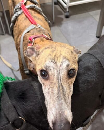 WhatsApp Image 2026-02-10 at 22.45.28