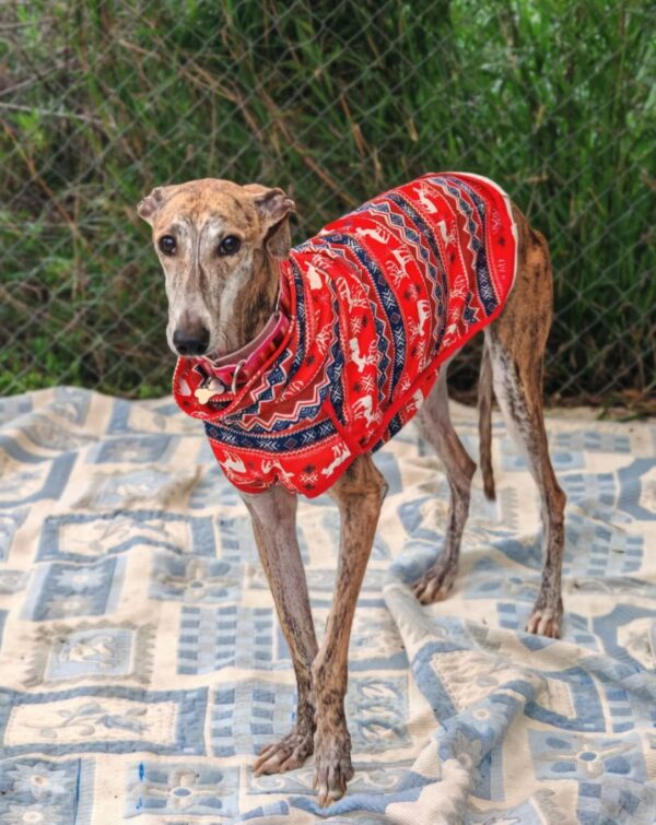 WhatsApp Image 2026-02-16 at 02.52.27