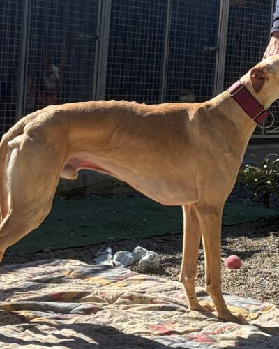 WhatsApp Image 2026-02-17 at 15.35.34 (1) – copia WhatsApp Image 2026-02-17 at 15.35.34 (1) – copia