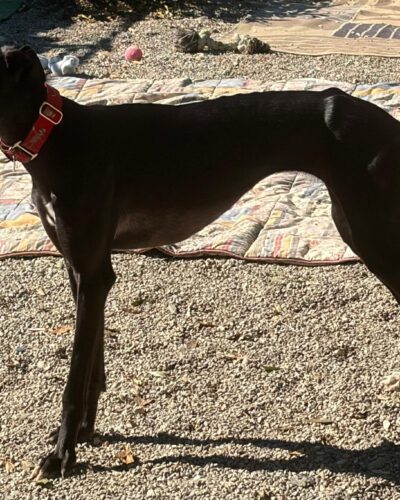 WhatsApp Image 2026-02-18 at 01.11.18 (1)