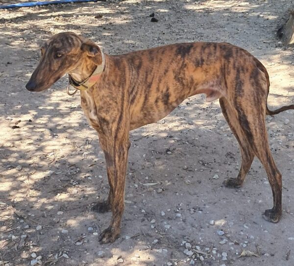 WhatsApp Image 2026-03-30 at 01.36.51 (1)