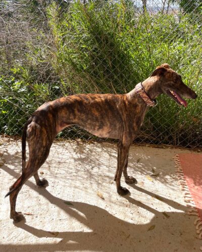 WhatsApp Image 2026-03-04 at 22.59.23 (4)