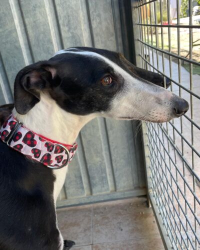 WhatsApp Image 2026-03-04 at 23.00.00 (1)