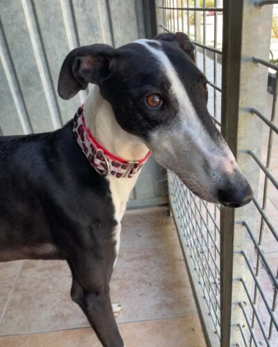 WhatsApp Image 2026-03-04 at 23.00.00 (2)