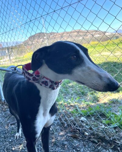 WhatsApp Image 2026-03-04 at 23.00.00 (3)