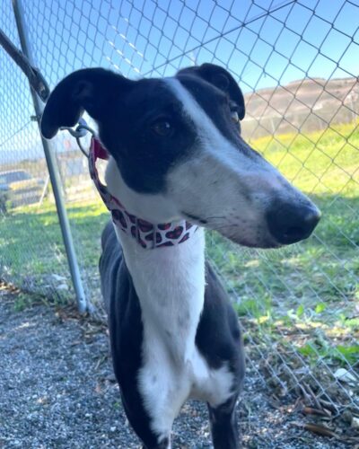 WhatsApp Image 2026-03-04 at 23.00.00 (4)