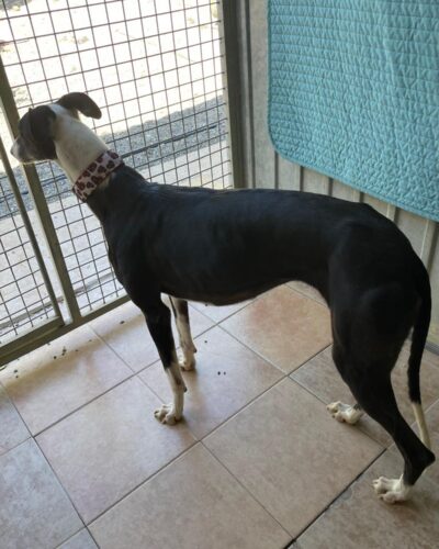 WhatsApp Image 2026-03-04 at 23.00.00 (5)