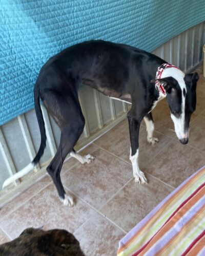 WhatsApp Image 2026-03-04 at 23.00.00 (6)