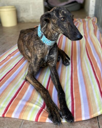 WhatsApp Image 2026-03-04 at 23.11.44 (1)