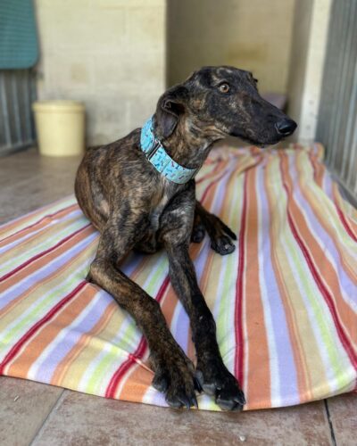 WhatsApp Image 2026-03-04 at 23.11.44 (2)