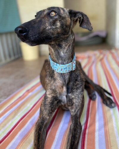 WhatsApp Image 2026-03-04 at 23.11.44 (5)