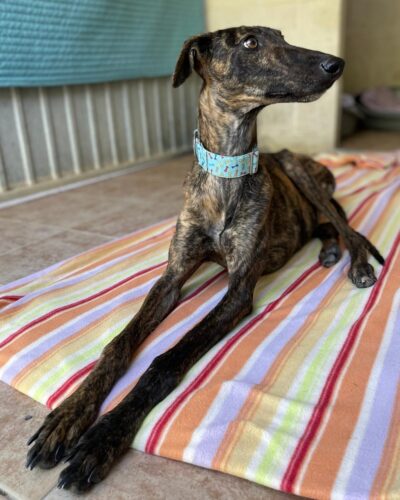 WhatsApp Image 2026-03-04 at 23.11.45 (1)