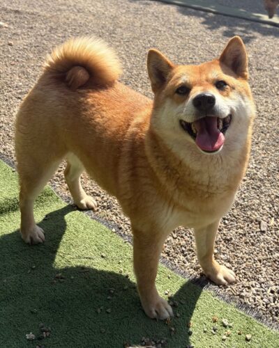 KIRA - Shiba Inu