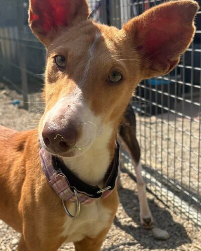 WhatsApp Image 2026-03-29 at 22.50.35