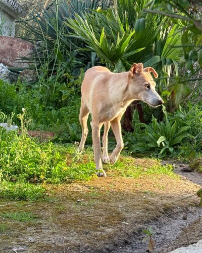 WhatsApp Image 2026-04-24 at 00.23.31 (2)