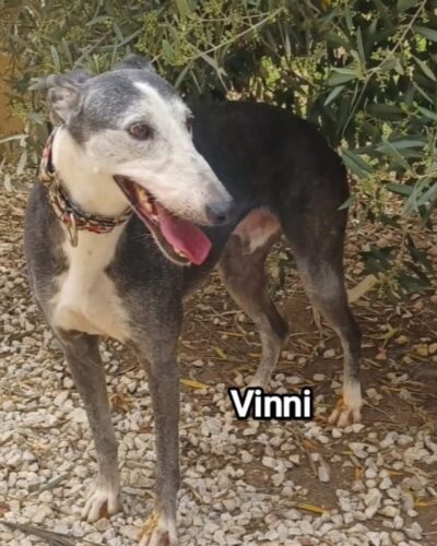 VINI