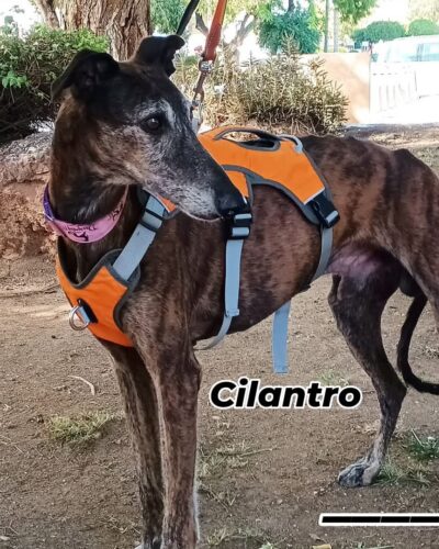 CILANTRO
