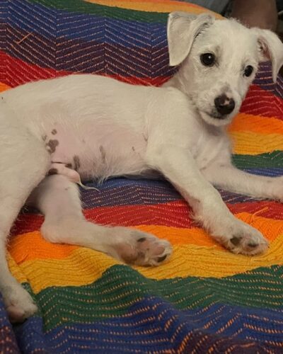 POLAR - PODENCO CROSS