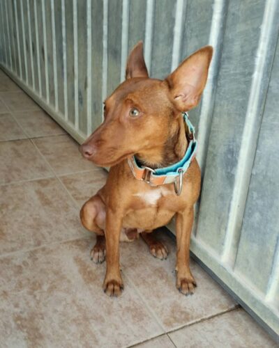 PEPITO