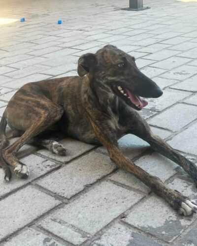 TICO